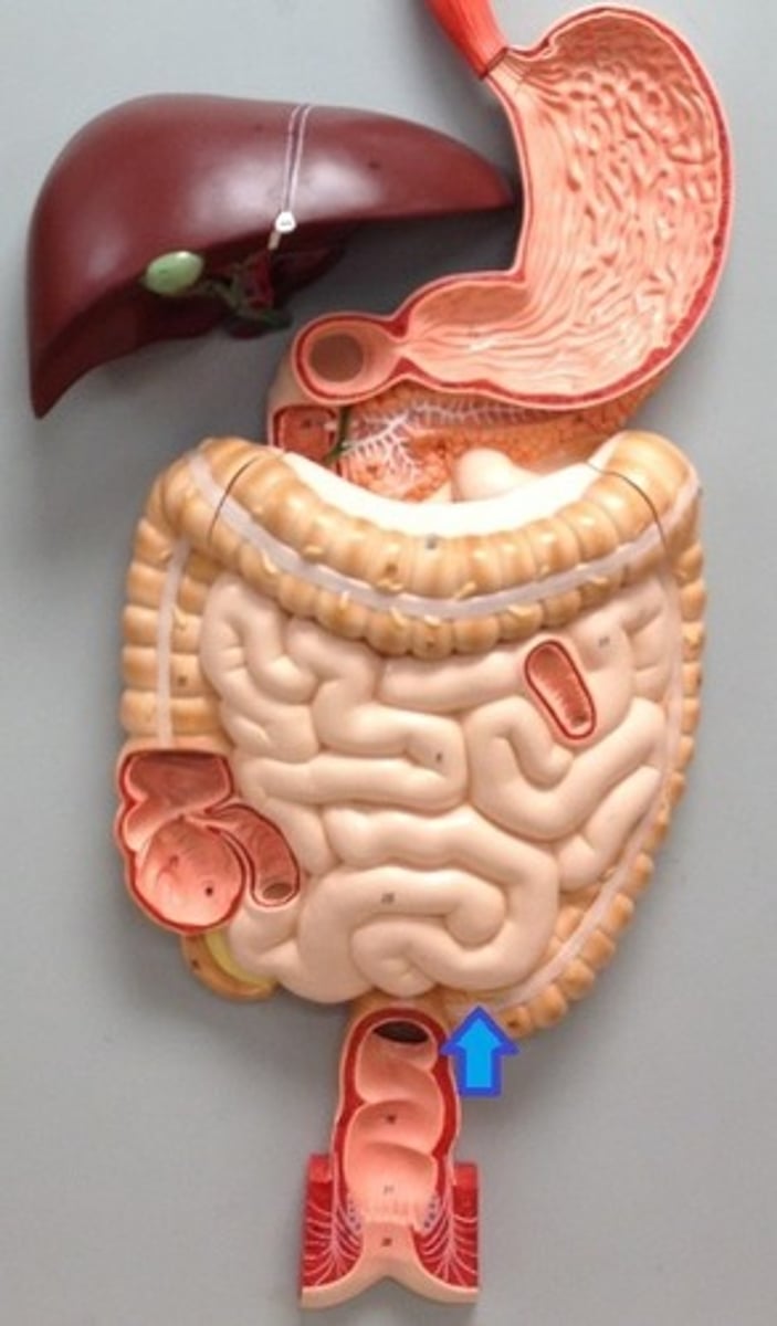 <p>What is this body feature?</p>