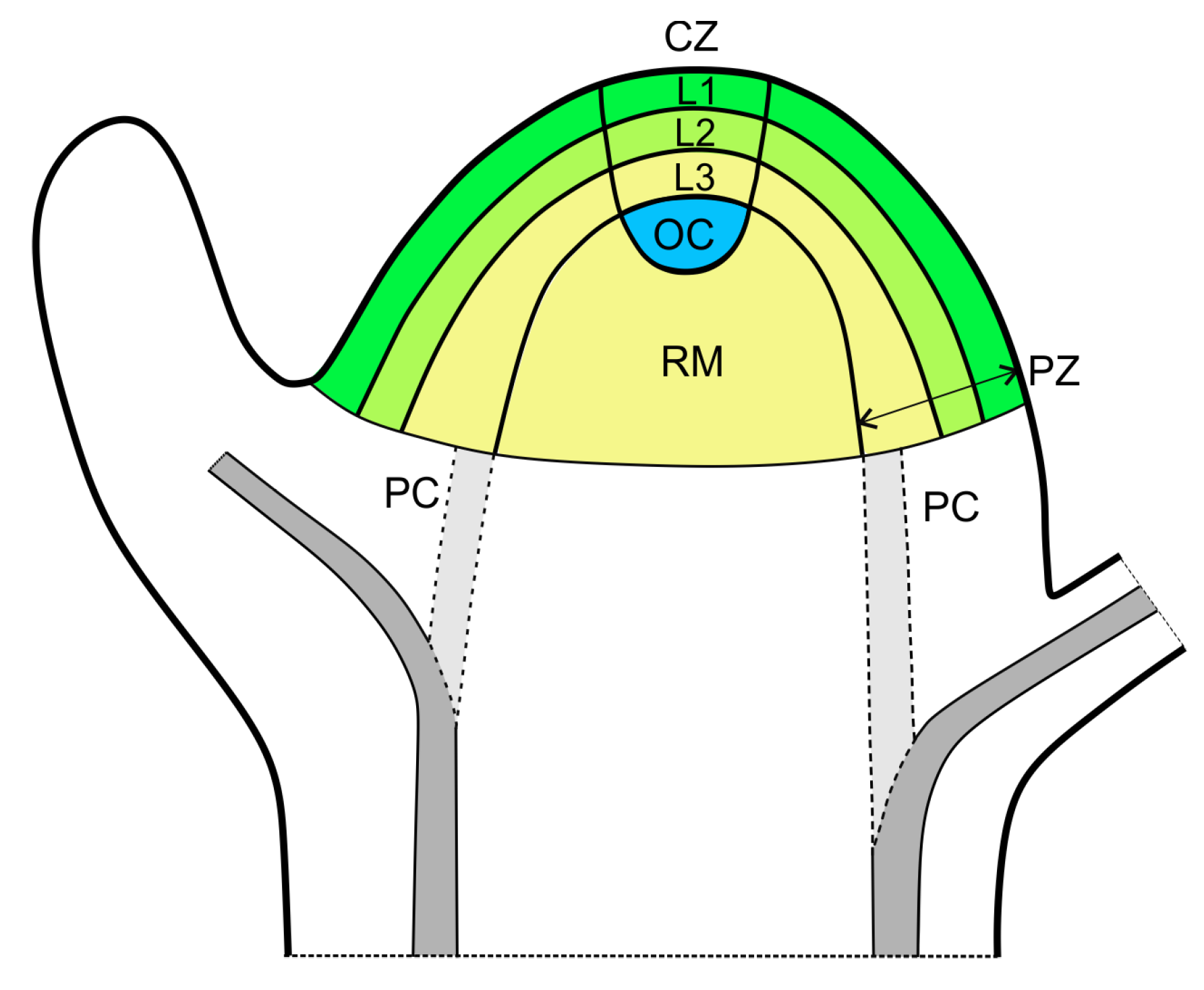 <p>Central zone</p>