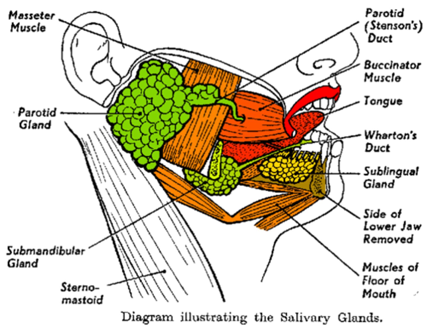 <p>The excretory duct of the submandibular gland</p>