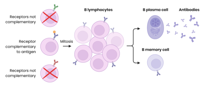 <p>B lymphocytes can recognise free antigens e.g. in blood or tissues, not just antigen presenting cells</p><p></p><ol><li><p>Clonal selection:</p></li></ol><ul><li><p>specific B lymphocytes with complementary receptor (antibody on cell surface) binds to antigen</p></li><li><p>this is then stimulated by helper T cells (which releases cytokines)</p></li><li><p>so divides (rapidly) by mitosis to form clones</p></li></ul><ol start="2"><li><p>some differentiate into B plasma cells → secrete large amounts of (monoclonal) antibody</p></li><li><p>some differentiate into B memory cells → remain in blood for secondary immune response</p></li></ol><p></p><p>NB - you must say that <strong>complementary receptors on B cell</strong> bind to antigen </p>