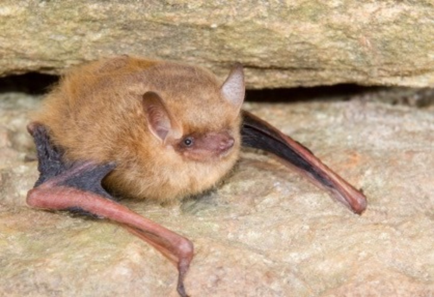 <p>Perimyotis subflavus</p>