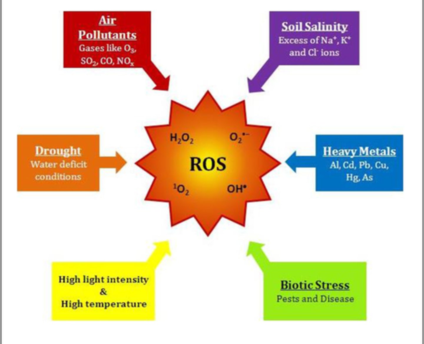 <p>(D) I, II and III</p><p>Each of the following about Reactive Oxygen Species are true:</p><p>I. Activated Phagocytes actually use Superoxide (O2 -) to cause oxidative stress in pathogens to kill them off.</p><p>II. Reactive Oxygen Species can damage DNA, proteins and even the lipid bilayer.</p><p>III. Oxidative Stress is linked to cancer, because it can turn proto-oncogenes into oncogenes.</p>