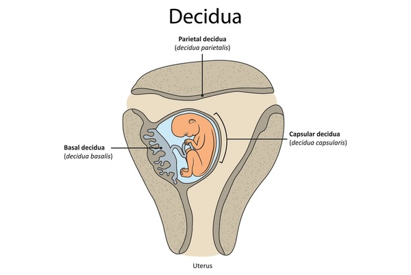 <p>What is the role of the <strong>decidua basalis?</strong></p>