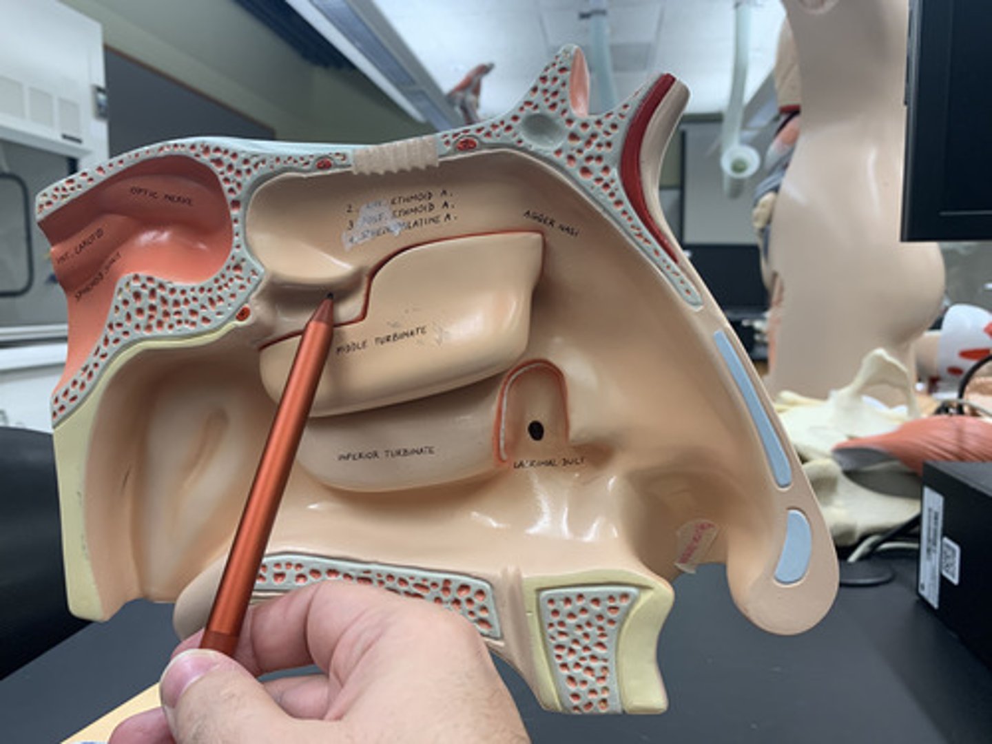 <p>"valley" between upper two conchae</p>