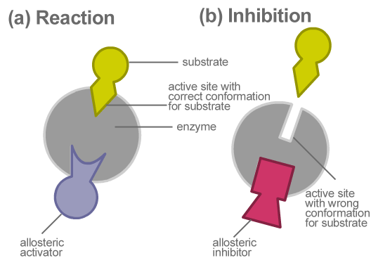 <p><strong>On/Off Enzyme</strong></p>