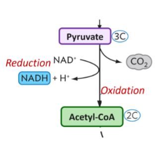 <p>Input: per 1 glucose… 2 Pyruvate </p><p>Output: <span style="color: green;">2 NADH</span>, 2 CO2, 2 Acetyl-CoA,, and intermediates</p>