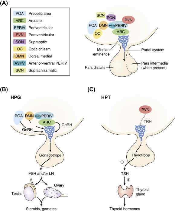 <p>These are endocrine cells within the pituitary gland that produce thyroid-stimulating hormone (TSH)</p>