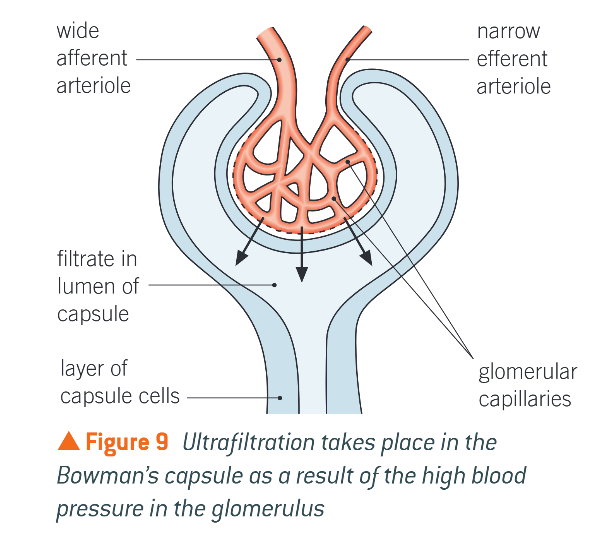 <p>Ultrafiltration in glom</p>
