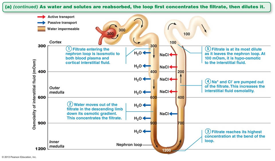 <p>ascending loop of henle</p>
