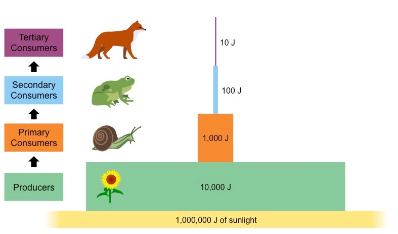 <ul><li><p>Represent the flow of energy into each trophic level, so describe a period of time</p></li><li><p>Always pyramidal &amp; very shallow (energy transfer from one trophic level to the next is very inefficient)</p></li><li><p>Less than 10% of energy is passed onto the next level → “missing” energy is lost as heat</p></li></ul><p></p>