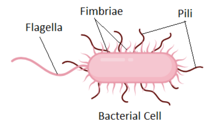 <p><strong>Pili</strong>: Små utskott som är viktiga för adhesion</p><p><strong>Flagellum</strong>: Utskott av helikala proteiner som består av flagellin. De medierar rörelse och fungerar som propeller. </p>