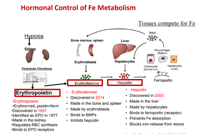 <ol><li><p>Prevents Fe absorption</p></li><li><p>Blocks iron release from stores</p></li></ol><p></p>