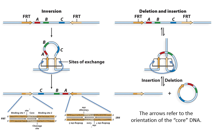 <p>DNA Sequence Requirements: </p><p>The DNA sites recognized by site-specific recombinases usually include two_________repeat sequences of around 10-15 bp in length separated by a________core sequence. The sequence of the core can vary without affecting the binding of the________.</p><p class="MsoNormal">Recombination requires a pair of_________sites, and only pairs with identical cores can undergo recombination. This is the only sequence_________requirement.</p><p class="MsoNormal">The segment of DNA between the recognition sites can undergo_________, __________or __________depending on the orientation of the sites. If the sites are inverted relative to one another, the intervening DNA will undergo_______; if the sites are direct repeats, the DNA will undergo_________(or insertion if the sites are on different molecules)</p>