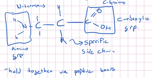 Amino Acids