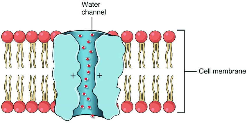 <ul><li><p>water channels (small amount can diffuse across membrane but most through this channel)</p></li></ul><p></p>