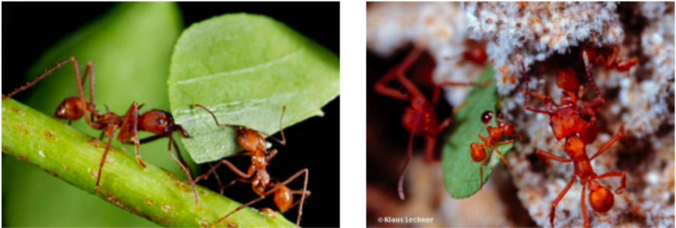<p>Leaf cutter ants have coevolved with a specific species of fungus</p><ol><li><p>Ants don’t eat leaves they cut</p></li><li><p>Ants use leaves to grow fungus that they eat</p></li></ol>