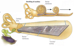 A structure that runs the length of the cochlea in the inner ear and holds the auditory receptors, called hair cells.