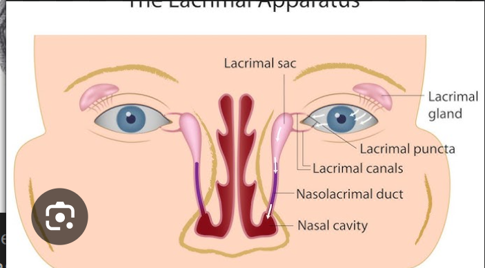 <p>Content: Nasolacrimal duct</p>