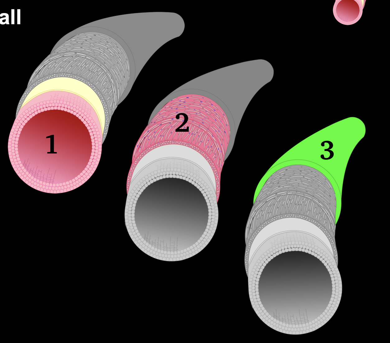 <p>What are the 2 middle layers of muscular layer</p>