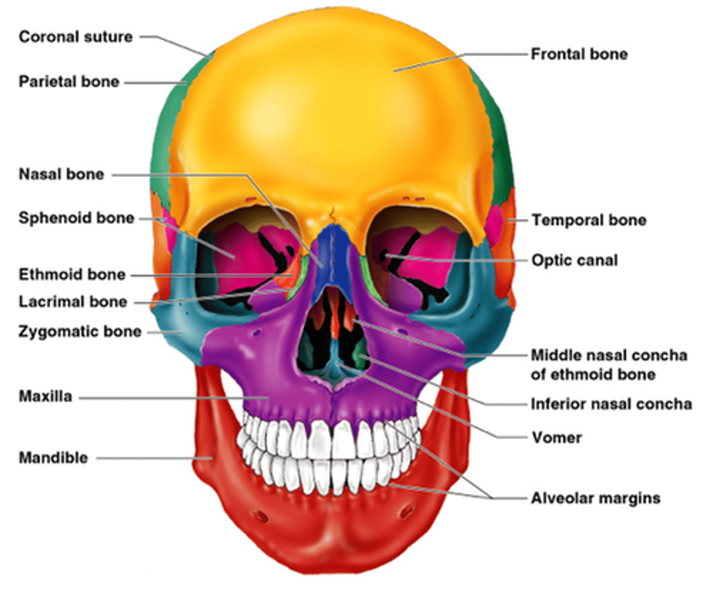 <p>-maxillae (2)</p><p>-nasal (2)</p><p>-zygomatic (2)</p><p>-lacrimal (2)</p><p>-palatine (2)</p><p>-inferior nasal conchae (2)</p><p>-vomer (1)</p><p>-mandible (1)</p>