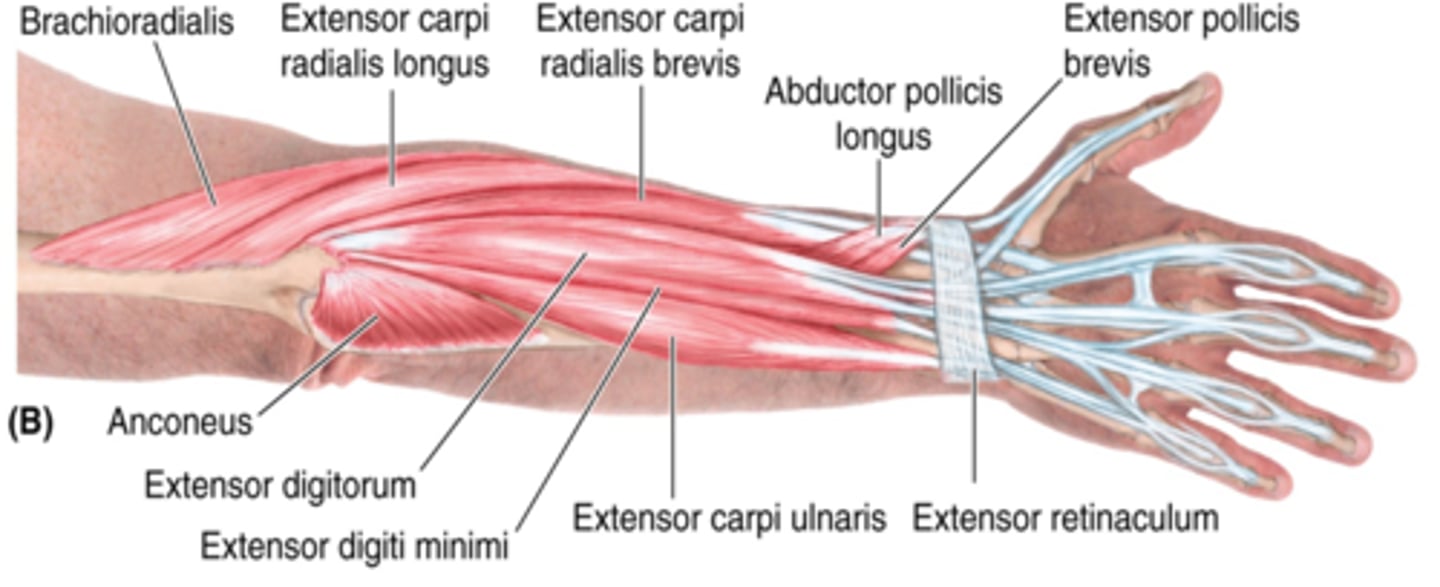 <p>-Extends and adducts hand</p><p>-Radial n. (C5 - T1)</p><p>-Medial to EDM</p>