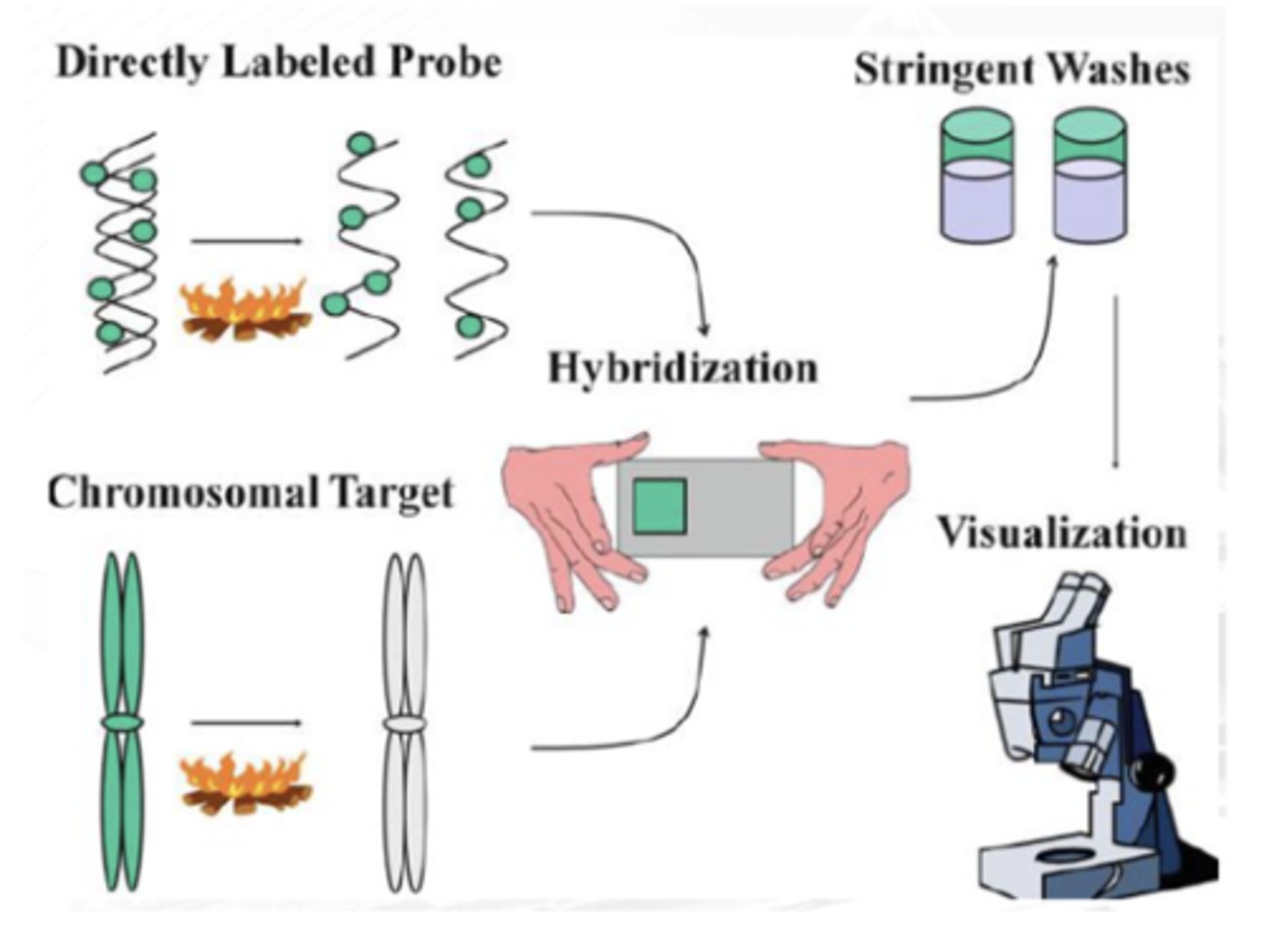 <p>FIRST STEP</p><p>Probe and target DNAs are denatured using high-temperature incubation in a ________</p>