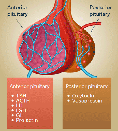 <p><span>Which pituitary gland produces and releases ITS OWN HORMONES?</span></p>