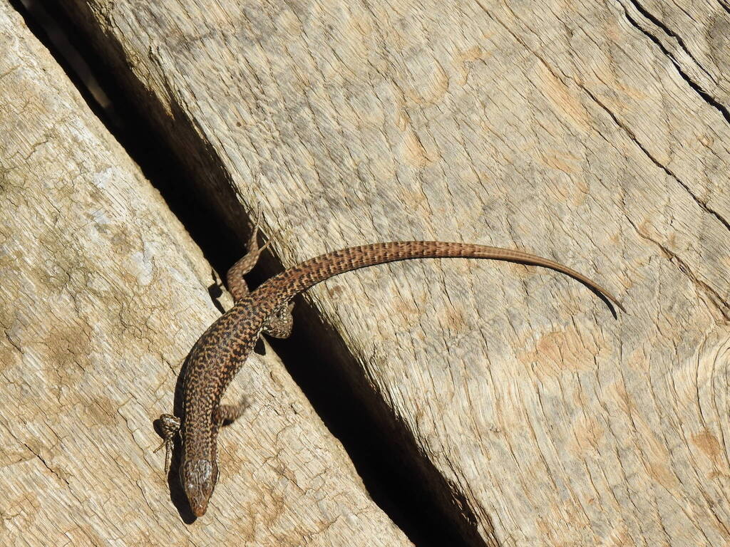 <p>Murówka pospolita</p>