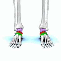 chunky elements off foot (proximal end) contribute to the ankle joint