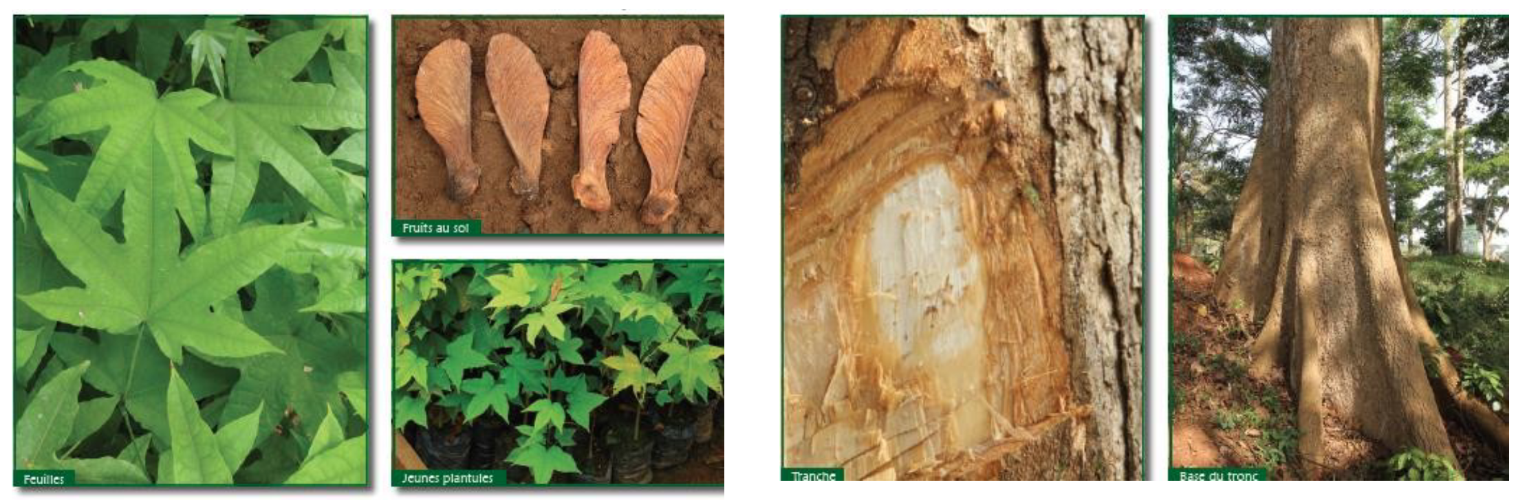 <p>Known as ayous, this tree features light wood used widely in carpentry.</p>