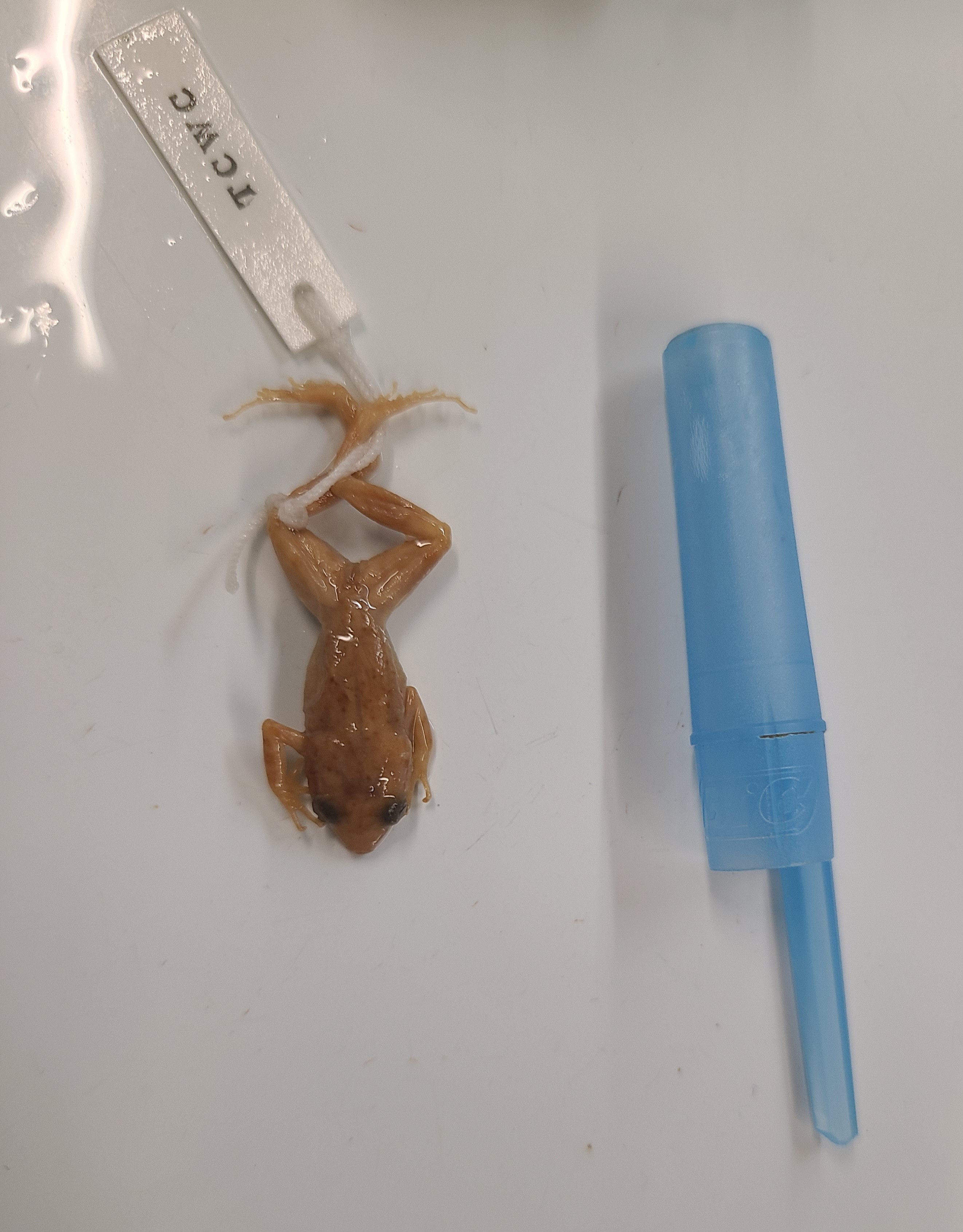 <p>Scientific name and distinguishing feature</p>