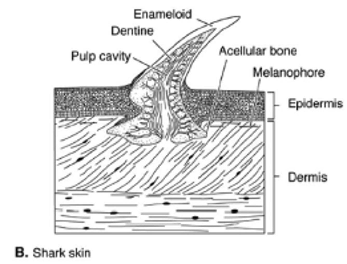 <p>they are scales that protect fish from predators, the reduce drag so they are able to swim faster and quieter</p>