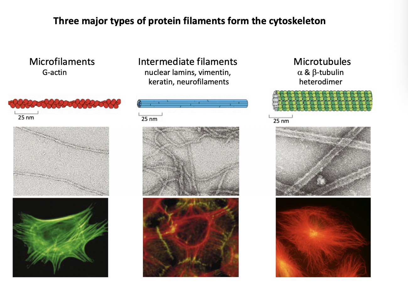 <ul><li><p><strong>actin</strong> monomers</p></li><li><p>in all eukaroytic cells</p></li></ul><p>Functions:</p><ol><li><p>form cell cortex→ underneath cytoplasmic membrane network </p></li><li><p>Filaments bundle to form chracteristic cell protrusions</p><ul><li><p><strong>Microvilli→ e.g intestine</strong></p></li><li><p><strong>Sterocilia→ e.g inner ear</strong></p></li><li><p><strong>filopodia or lamellipodia in crawling cells</strong></p></li></ul></li><li><p>Intracellular transport</p><ul><li><p>provide tracks </p></li></ul></li><li><p>Contractile strucutres</p><ul><li><p>stress fibres</p></li><li><p>myofibrils in muscle cells</p></li></ul></li><li><p>Cytokinesis</p><ul><li><p>actomyosin ring</p></li></ul></li></ol><p></p><p></p>