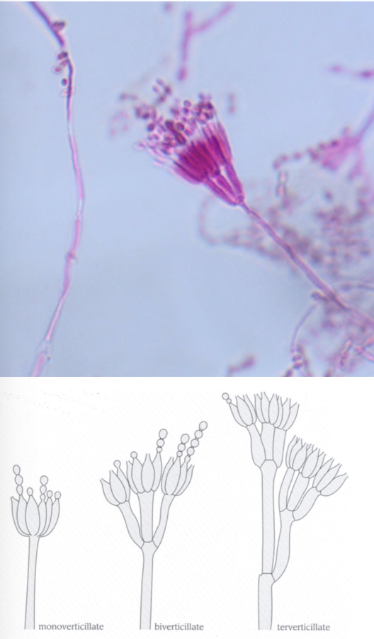 <p>Penicillium species</p>