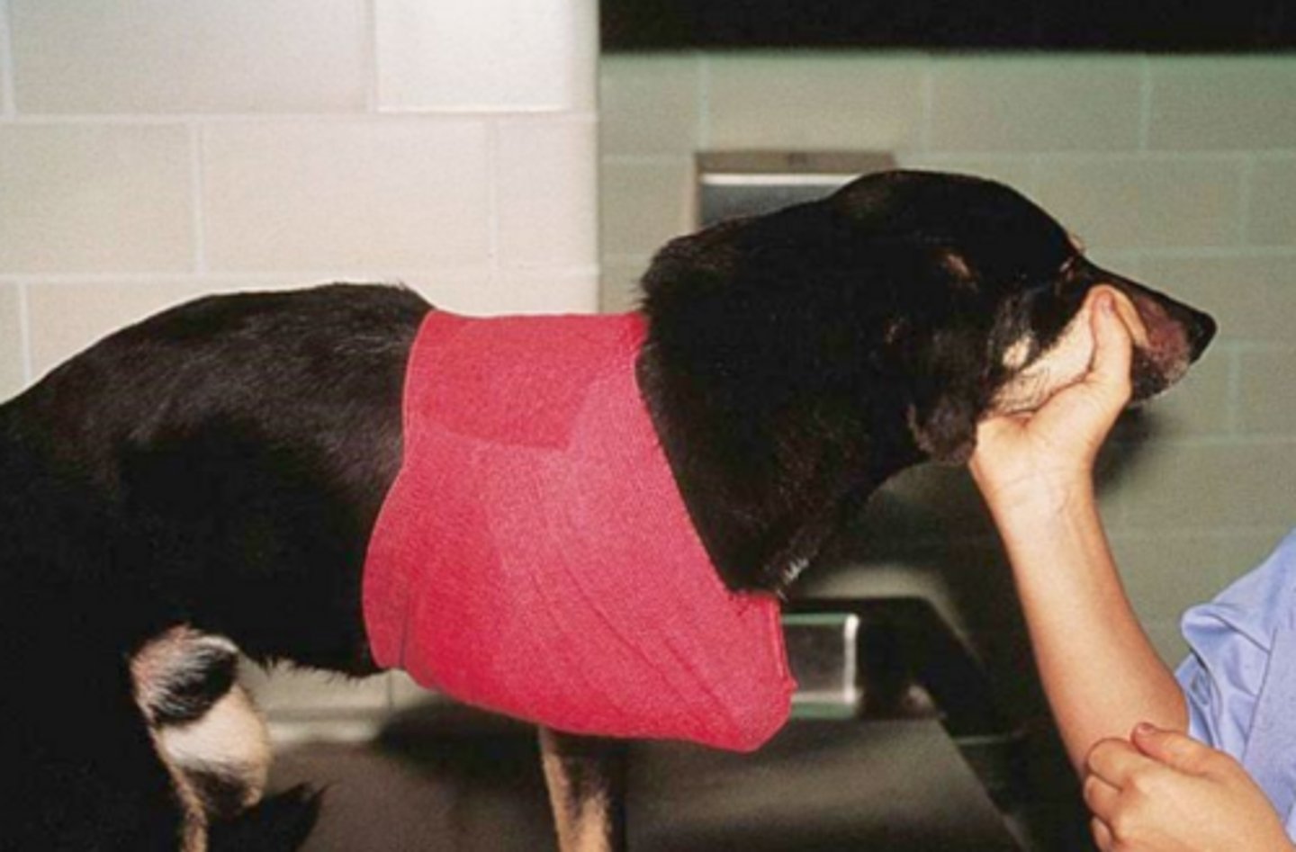 <p>What is this sling?</p>