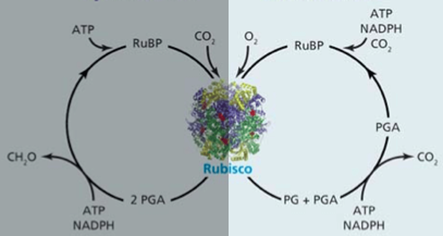 <p>Using oxygen instead of CO2 to do carbon fixation in the Calvin cycle as a last resort to keep alive</p>