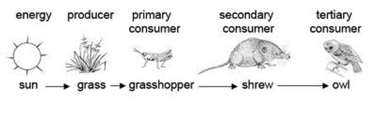 <p>Grass → Rabbit → Fox.</p>