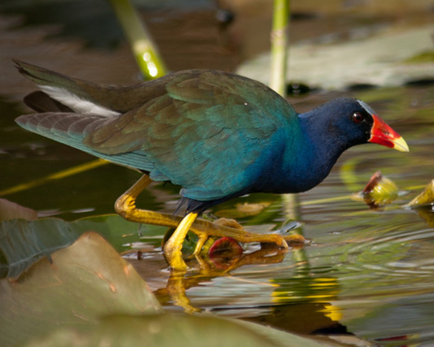 <p>Gruiformes</p><p>Rallidae</p>
