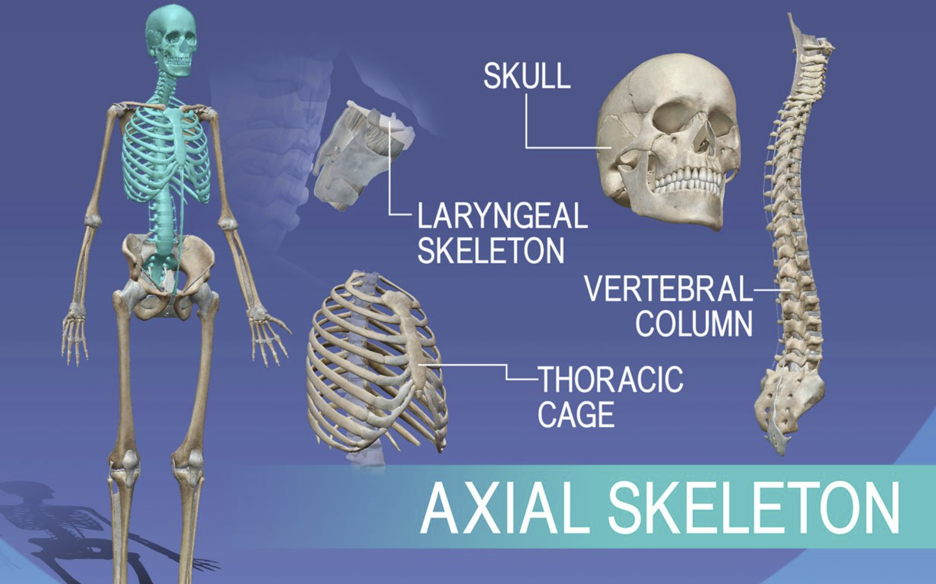 <p>Axial skeletal system</p>