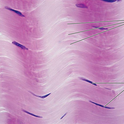 <ol><li><p><strong>Name the tissue type</strong></p></li><li><p><strong>Name the cell type</strong></p></li><li><p><strong>Know where it is found in the body</strong></p></li><li><p><strong>Know its structure</strong></p></li></ol><p></p>