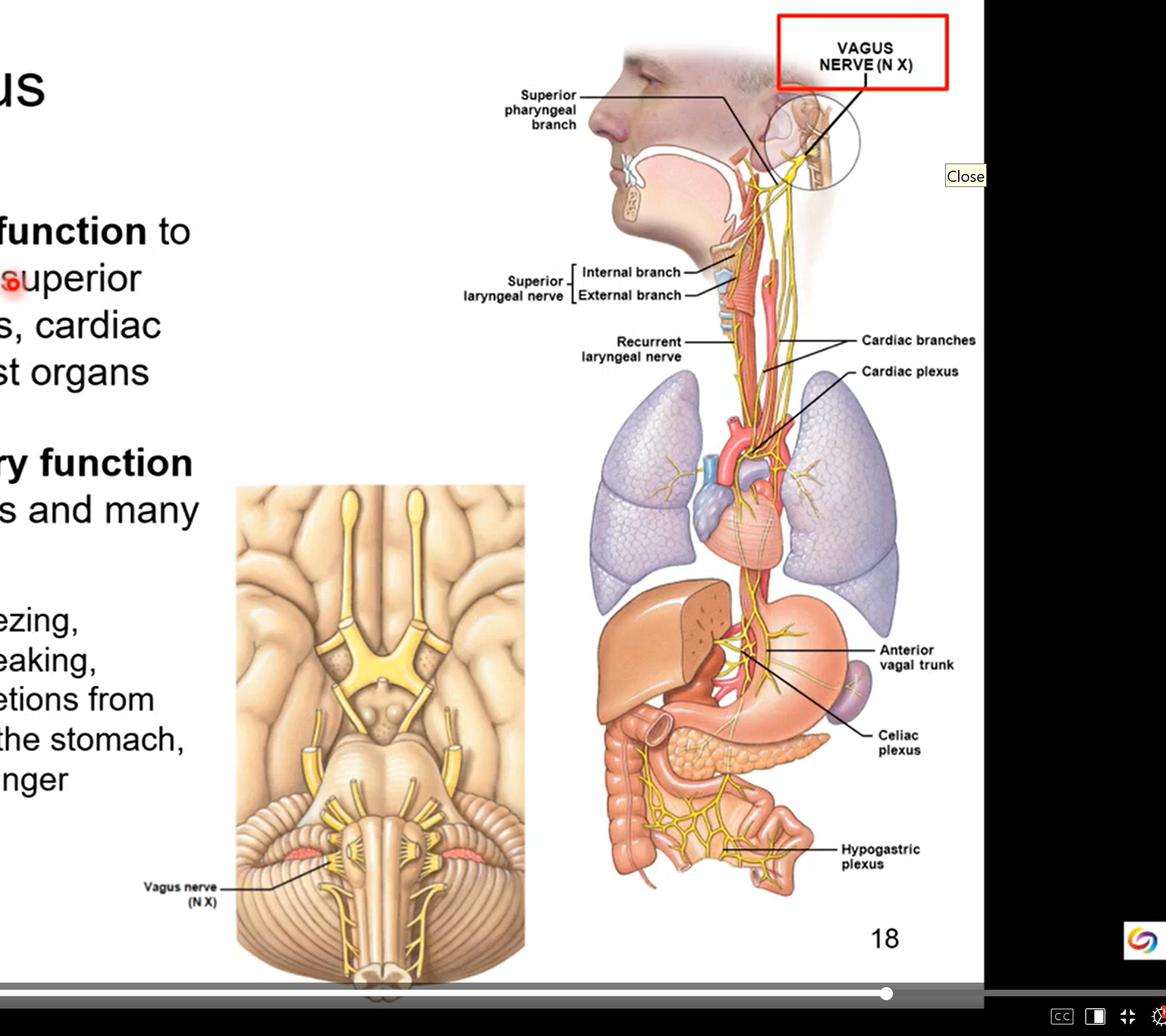 <ul><li><p>visceral motor function- it will innervate the pharynx, larynx, superior 2/3 esophagus,, cardiac muscle, and most organs</p><ul><li><p>you don’t have control of the organs but it controls them with smooth muscles motor activity </p></li></ul></li><li><p>visceral sensory function from most organs and many others</p><ul><li><p>coughing, sneezing, swallowing, speaking, digestion, secretions from the glands of stomach, sensation of hungry</p></li></ul></li></ul><p></p>