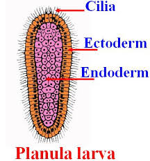 <p>Shumëzimi i Hidrës arrihet në dy mënyra:</p><ul><li><p><strong><em>Shumëzimi aseksual me bulim</em></strong></p></li><li><p><strong><em>Shumëzimi seksual </em></strong><em>kur formohen qelizat seksuale nga qelizat intersticiale. Nga veza e fekonduar zhvillohet <u>Larva Planula</u> e nga kjo vjen hidra e re</em></p></li></ul><p></p>