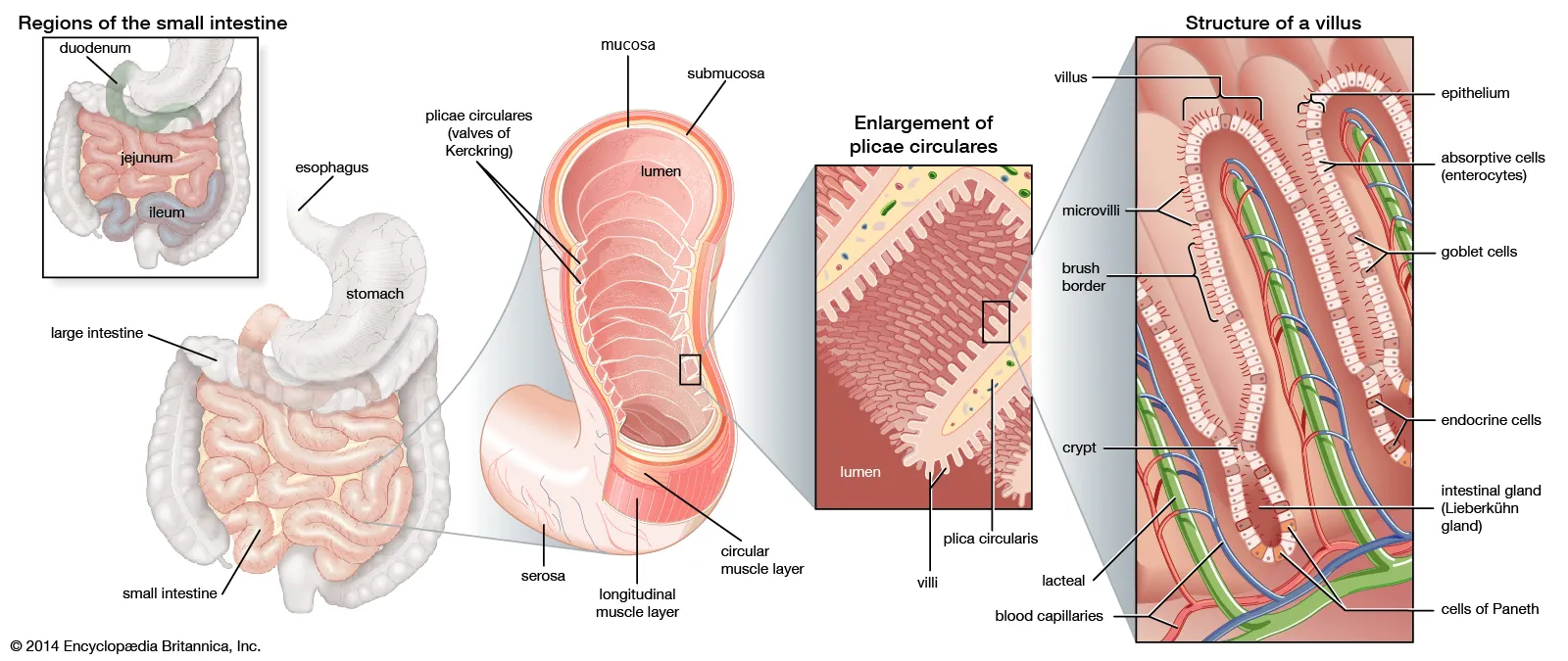 <ol start="5"><li><p></p></li></ol><ul><li><p>main area of digestion and absorption</p></li><li><p>villi, fingerlike projections</p><ul><li><p>increase surface area. </p></li></ul></li></ul>