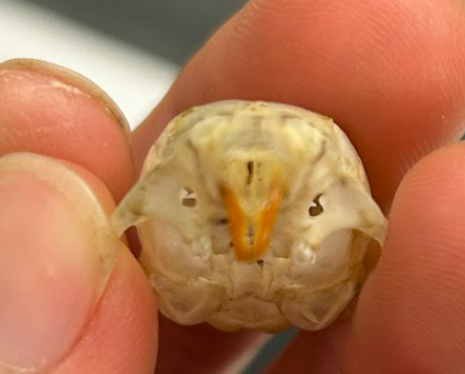 <p>chipmunks</p><p>hard: round hole in zygomatic plate</p><p>soft: furred stripes through the eye </p>