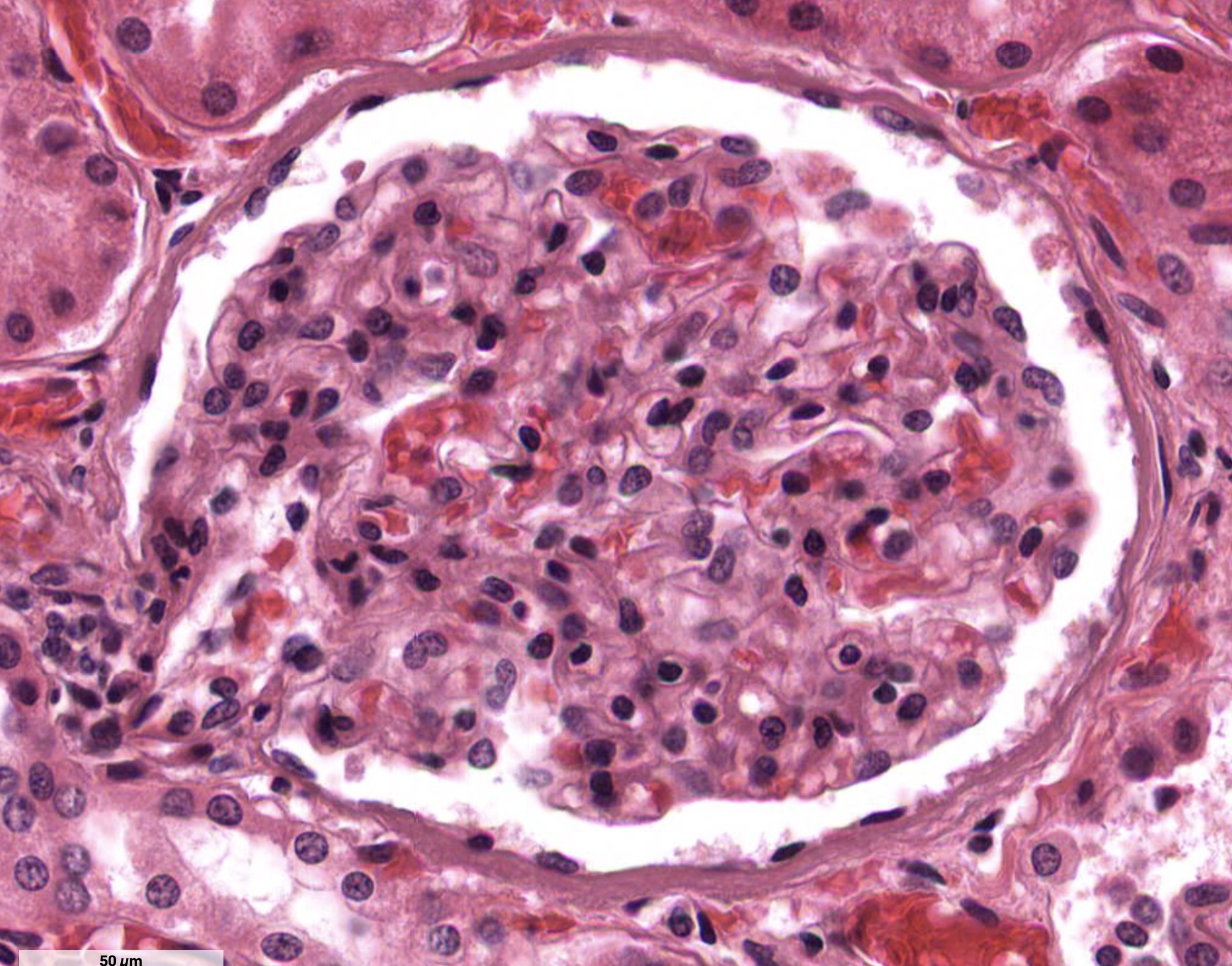 <p></p><ol><li><p>What tissue is this?</p></li><li><p>Where can it be found?</p></li><li><p>What is its function?</p></li></ol><p></p>