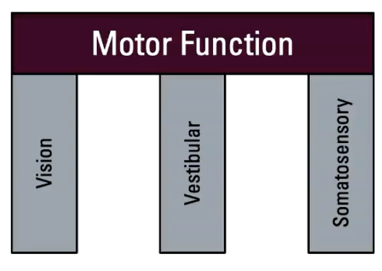 <ul><li><p>Movement is supported by 3 categories of sensory systems</p></li><li><p>Motor Function</p><ul><li><p>Vision (see)</p></li><li><p>Vestibular (where body is in space)</p></li><li><p>Somatosensory (touch)</p></li></ul></li></ul><p></p>