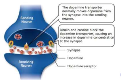 <ul><li><p>Werkzame stof: Metylfenidaat (verwant aan amphetamine/speed)</p><ul><li><p>Stimuleert centrale zenuwstelsel</p></li></ul></li><li><p>Meer dopamine (en noradrenaline) komt vrij in hersenen</p></li><li><p>Heropname dopamine geblokkeerd -&gt; langer effect</p></li><li><p>Effect ritalin bij mensen met ADHD:</p><ul><li><p>Verhoogt concentratie</p></li><li><p>Worden rustiger</p></li><li><p>Minder afgeleid</p></li><li><p>Nadelen: angstaanvallen, nervositeit, slapeloosheid, gebrek aan eetlust</p></li></ul></li><li><p>Ritalin op de plaats van de heropname, maar soms helpt het en nemen de receptoren meer dopamine op, maar soms is iemand ongevoelig voor ritalin en wordt er niet meer dopamine opgenomen</p></li></ul><p></p>