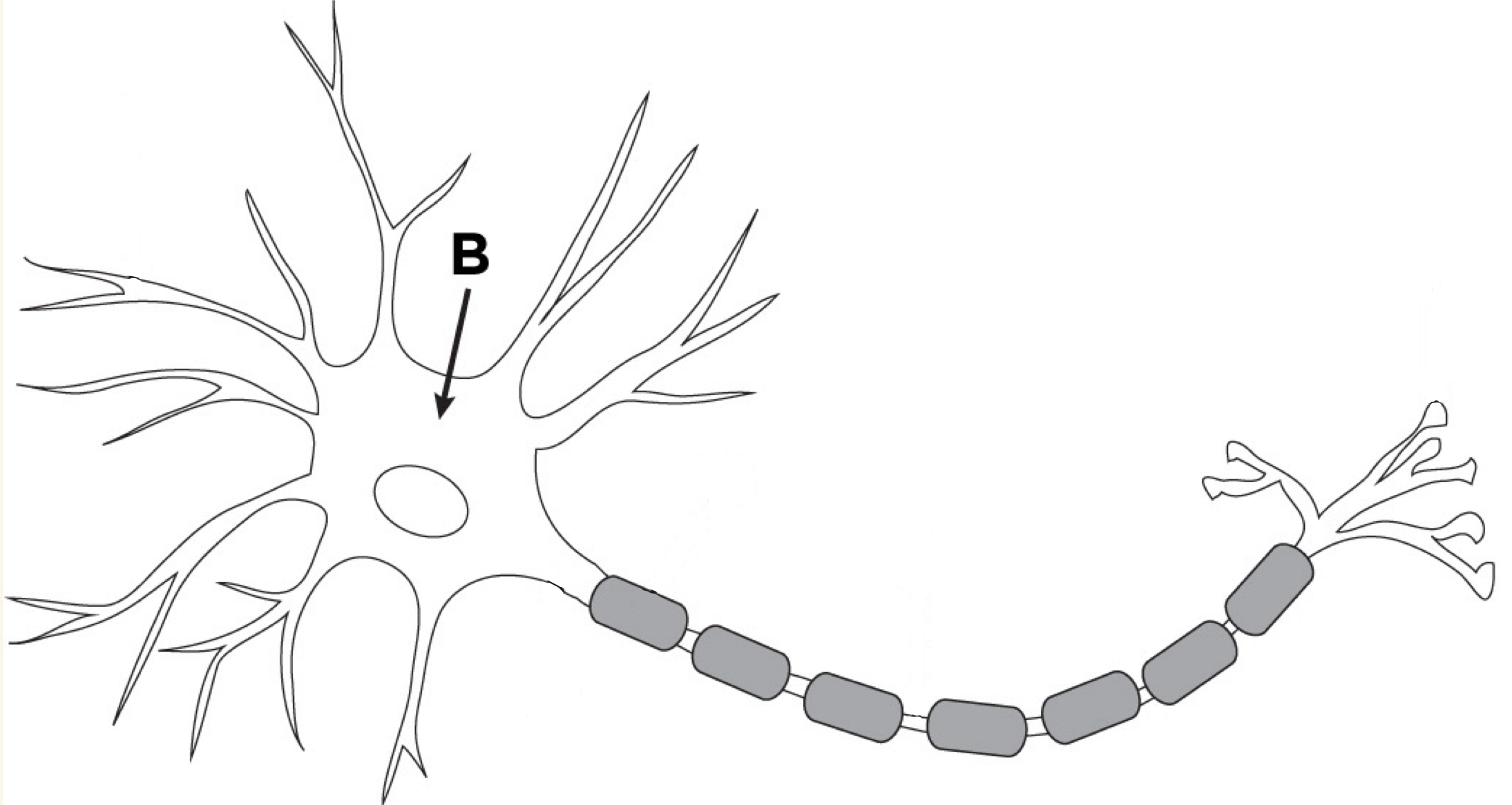 <p>Manufactures new cell components and materials needed by the neuron. Contains nucleus and genetic material</p>