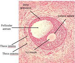 <p>→Theca interna producerar steroidhormoner (steroidgenes).</p><p>→Theca externa består av bindväv och större blodkärl. </p>