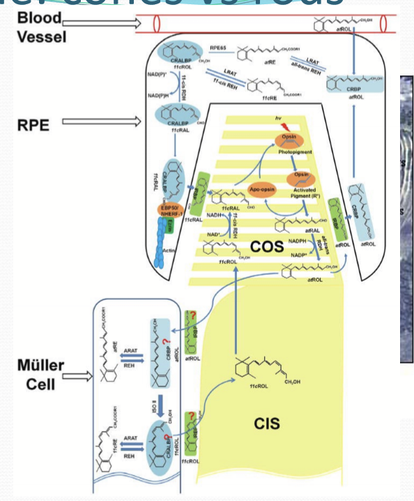<p>Cones receive 11-cis retinal from RPE, 11-cis retinol from muller cells, and can convert 11-cis retinol to 11-cis retinal themselves. </p>